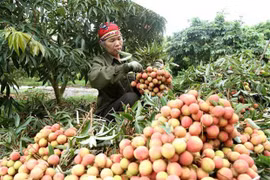 Inauguran feria de promoción de lichis de Thanh Ha y productos agrícolas limpios