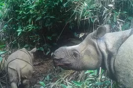 Captan imágenes de dos rinocerontes en amenaza de extinción en Indonesia 