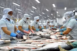 En alza exportaciones del pescado Tra vietnamita a Estados Unidos 