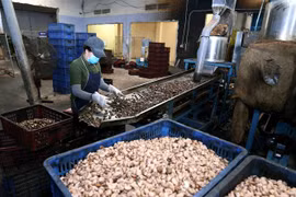 Vietnam consolida papel de principal exportador de anacardos del mundo