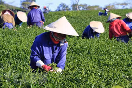 Disminuyen exportaciones de té de Vietnam en primer trimestre 