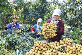Exporta provincia vietnamita de Hai Duong primer lote de lichi al extranjero