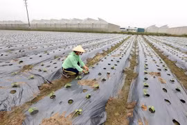 Ciencia y tecnología: llaves para éxito de construcción de nueva ruralidad en Vietnam