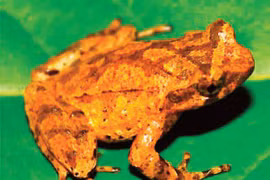 Descubren en provincia vietnamita nueva especie de sapo