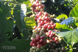 Evalúan oportunidades y desafíos para productos agrícolas vietnamitas en el EVFTA