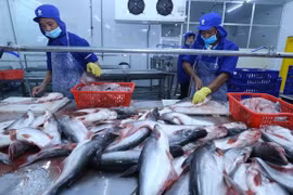 Vietnam busca impulsar mercado doméstico del pescado Tra