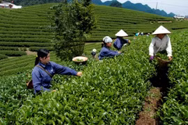 Provincia vietnamita de Phu Tho aspira a convertir té en alimento agrícola clave