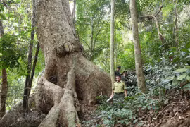 Aumenta cobertura forestal de Vietnam