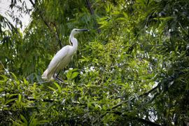 Vietnam se clasifica a la lista de países con alta biodiversidad en el mundo