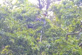 Descubren en provincia vietnamita primates de especie endémica amenazada