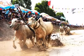 Carrera tradicional de bueyes en Vietnam aspira a convertirse en evento internacional
