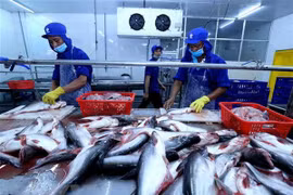 Impulsa sector acuícola desarrollo de economía marítima de Vietnam 