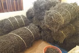 Otro producto agrícola de Vietnam tiene acceso al mercado chino