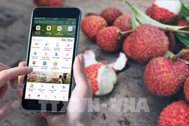 Comercializan con éxito ocho toneladas de lichi vietnamita en billetera digital