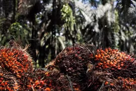 Reduce India impuesto de importación de aceite de palma de países de ASEAN