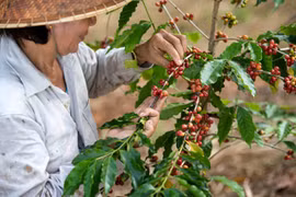 Café vietnamita despierta al mundo, según CNN