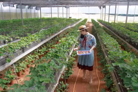Ciudad Ho Chi Minh cuenta con más de mil 700 empresas agrícolas