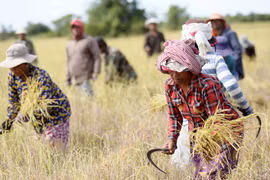 Camboya toma medidas de aumentar producción agrícola