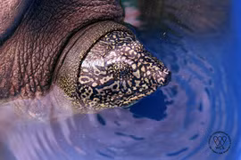 Hallan en Hanoi tortuga de especie en peligro de extinción