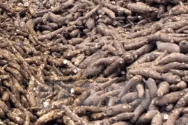 Exportaciones de yuca vietnamita se recuperan en primer trimestre de 2020