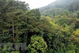 Avanza provincia vietnamita en gestión sostenible de bosques
