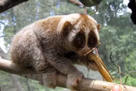 Conservan especies raras de loris en reserva natural de provincia centrovietnamita