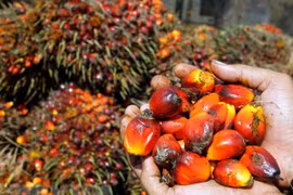 Indonesia pide a UE terminar discriminación contra productos de aceite de palma
