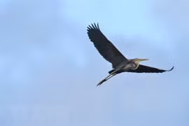 Indonesia libera cientos de aves silvestres en su hábitat natural