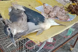 Fortalece Vietnam lucha contra el contrabando de animales salvajes ante brote de coronavirus