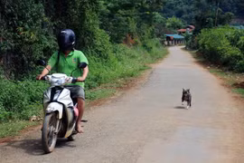 Vietnam por elevar la conciencia pública sobre enfermedad de la rabia