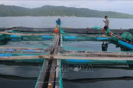 Capital de la industria camaronera de Vietnam