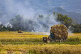 Temporada dorada en el campo de arroz de Muong Thanh