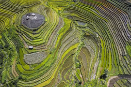 Impresionante belleza de terrazas de arroz de localidad vietnamita 