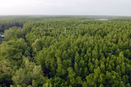 Bosques de manglares: depósito de carbono verde