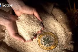 Tailandia anuncia resultados de pruebas de arroz almacenado durante 10 años