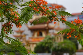 Flores del flamboyán tiñen de rojo las calles de Hanoi