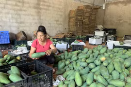 Exportan a Australia mango de provincia vietnamita de Son La