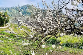 Primeras flores blancas del ciruelo en la meseta de Moc Chau sorprenden a los turistas 