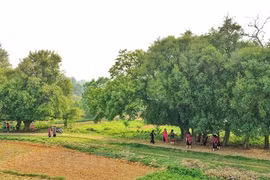 De pie bajo el árbol Duoi, patrimonio único de Vietnam en la tierra Xu Doai 