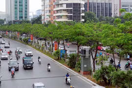 Plantarán en Vietnam mil millones de árboles en etapa 2021- 2025