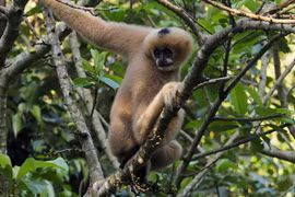 Contemplan familia de primates en el Parque Nacional de Cuc Phuong