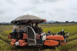Exportaciones de arroz vietnamita alcanzan cifras sin precedentes 