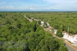 Aprueban estrategia de desarrollo forestal en Vietnam para etapa 2021-2030