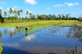 Provincia vietnamita de Ca Mau construirá áreas arroceras de alta calidad