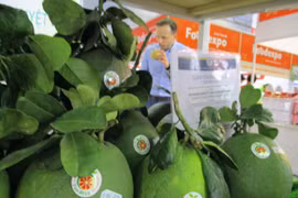 Pomelos frescos vietnamitas ingresarán oficialmente a Estados Unidos 