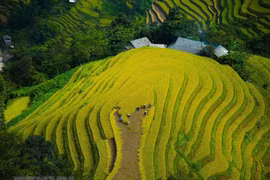 Nueva temporada de arroz en tierras altas vietnamitas