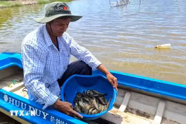 En comparación con el modelo de cultivo tradicional, el cultivo de camarón según los estándares BAP no sólo ayuda a los agricultores a aumentar sus ingresos sino que también garantiza la producción. (Foto: VNA)