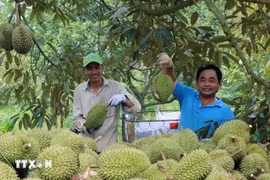 Cosecha de durián en la cooperativa Lien Duc, comuna de Xa Bang, provincia de Ba Ria-Vung Tau. (Fuente: VNA)