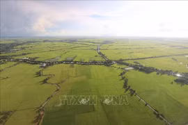 Campos de arroz en el Delta del Mekong vistos desde arriba. Foto de ilustración (Fuente: VNA)