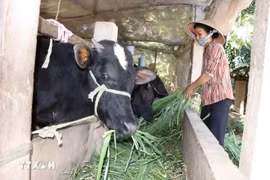 La familia de la Sra. Tran Thi My Duyen, de la ciudad de Tra Cu, escapó de la pobreza en 2023 gracias al acceso a muchas políticas de apoyo. (Foto: VNA) 